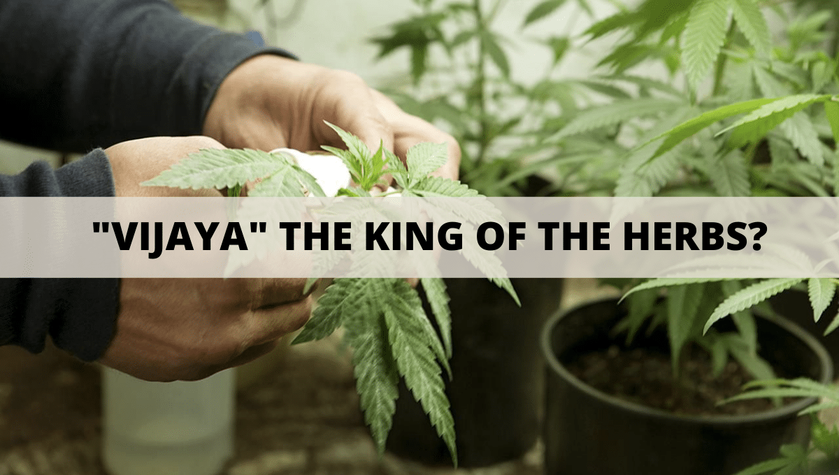Why is a Cannabis Plant Known as ‘VIJAYA’, THE KING OF THE HERBS?