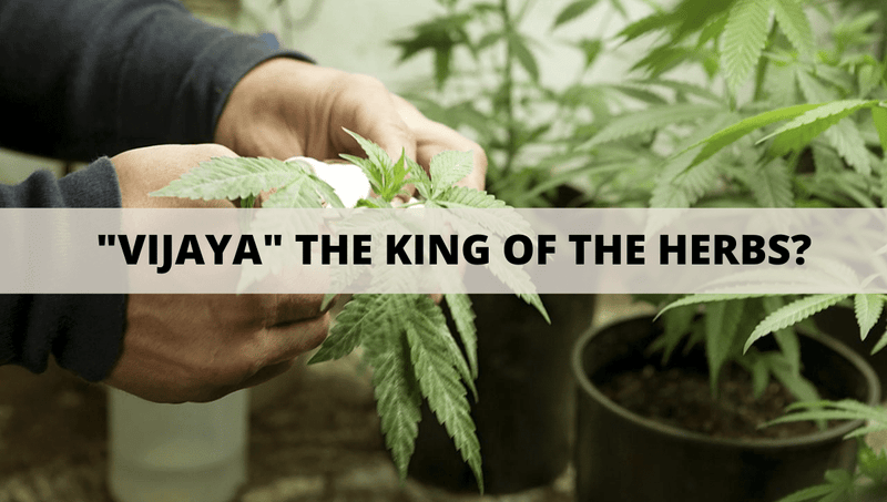 Why is a Cannabis Plant Known as ‘VIJAYA’, THE KING OF THE HERBS?