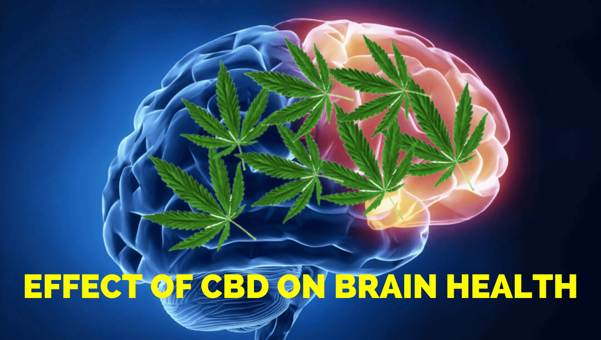 CBD and the Brain – Effect of Cannabidiol on Brain Health