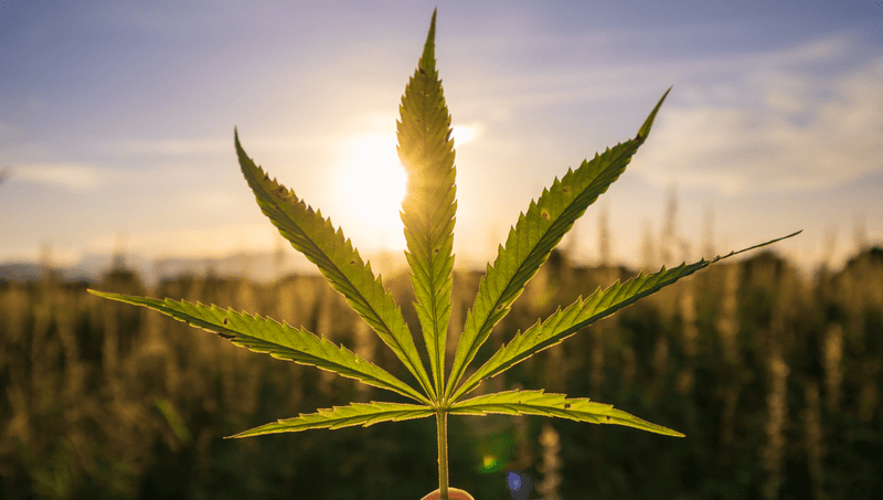 What Exactly Is Hemp? And What Are Its Benefits