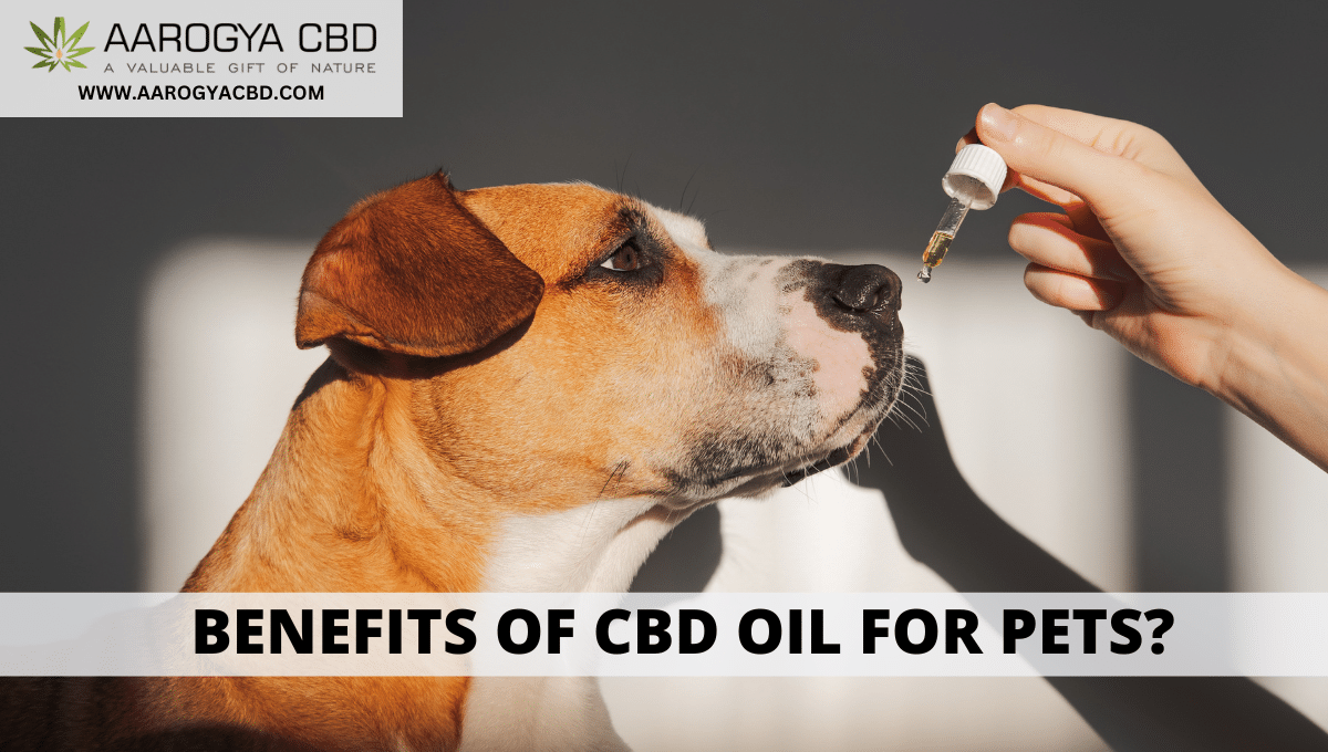 How can your pet benefit from CBD oil products?