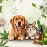 Pet Care