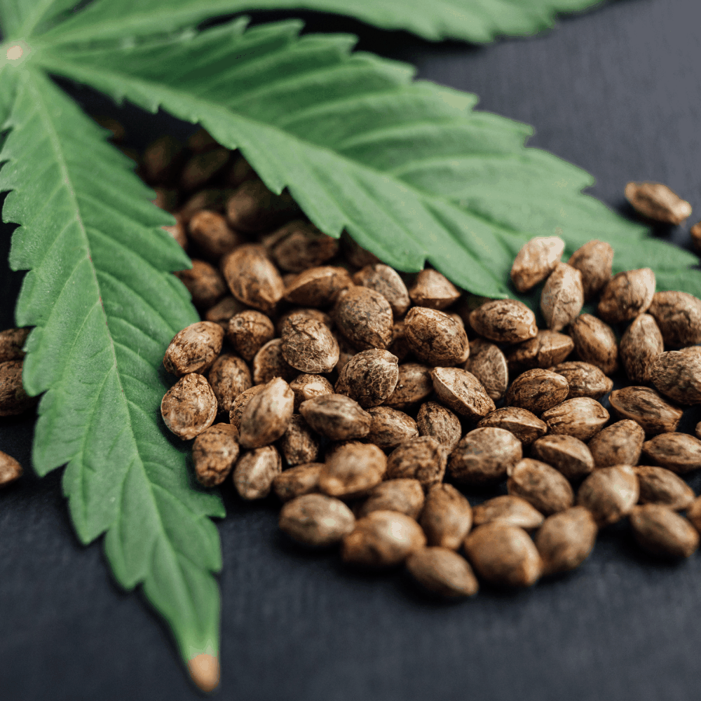 Cold-Pressed Organic Hemp Seed Oil