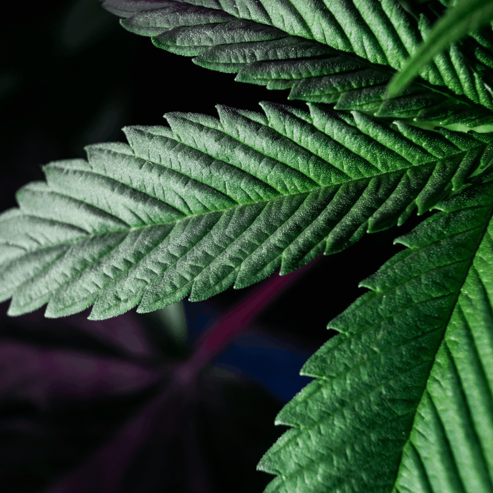 Full-Spectrum Vijaya (Cannabis Sativa) Leaf Extract