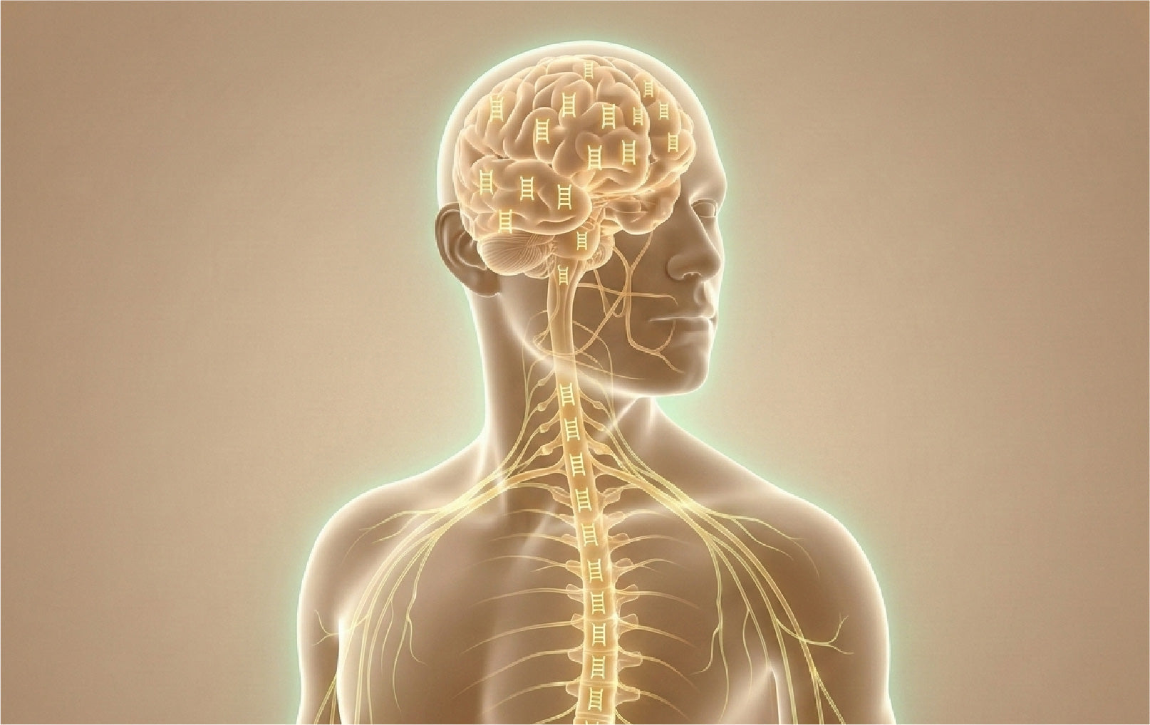 The Endocannabinoid System