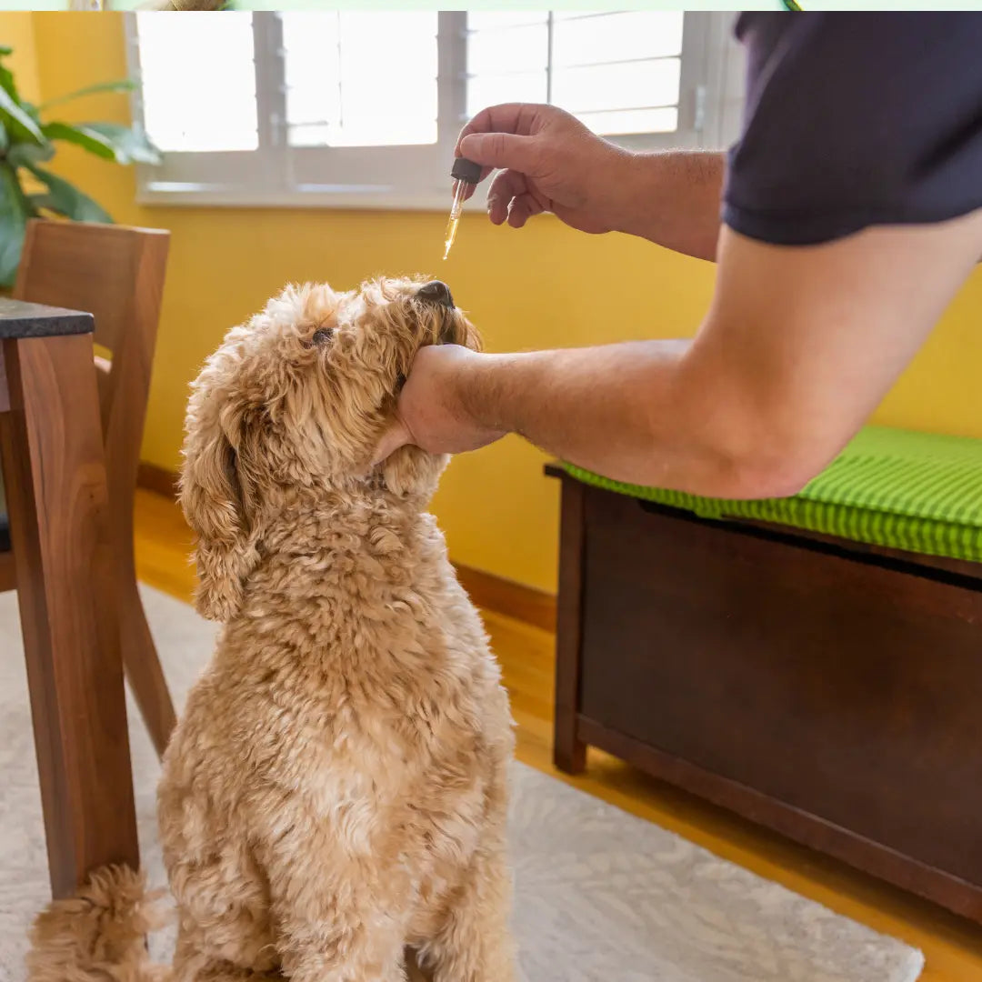 Pet CBD Wellness