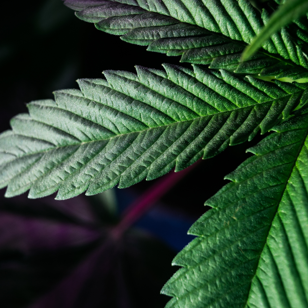 Full-Spectrum Vijaya (Cannabis Sativa) Leaf Extract