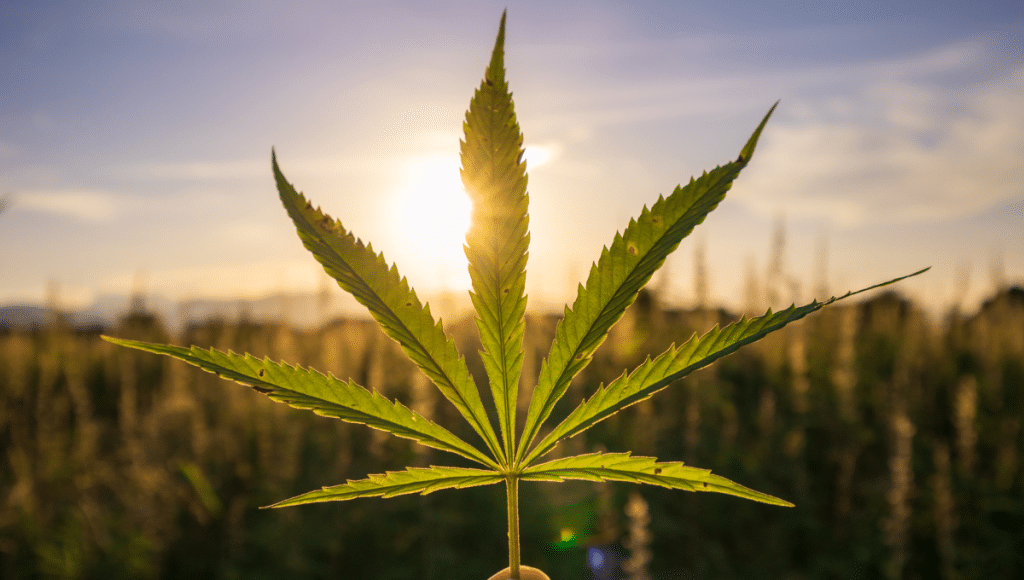 What Exactly Is Hemp? And What Are Its Benefits