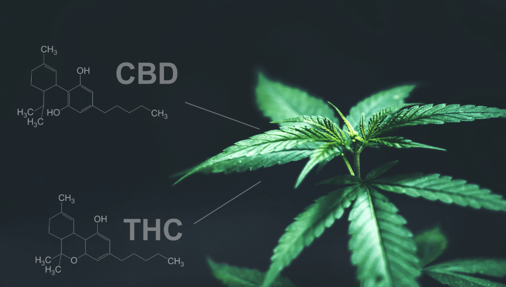 What's The Difference Between CBD & THC? | Aarogya CBD