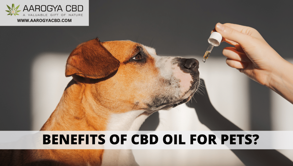 Benefits Of CBD oil For Pets