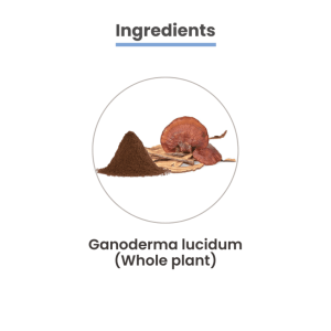 MediZen Reishi Mushroom 1000mg | Premium Ganoderma Lucidum | Enhances Recovery & Immune Support | Specialized for Cancer Care | 90 Tablets