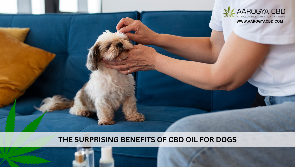 The Surprising Benefits of CBD Oil for Dogs