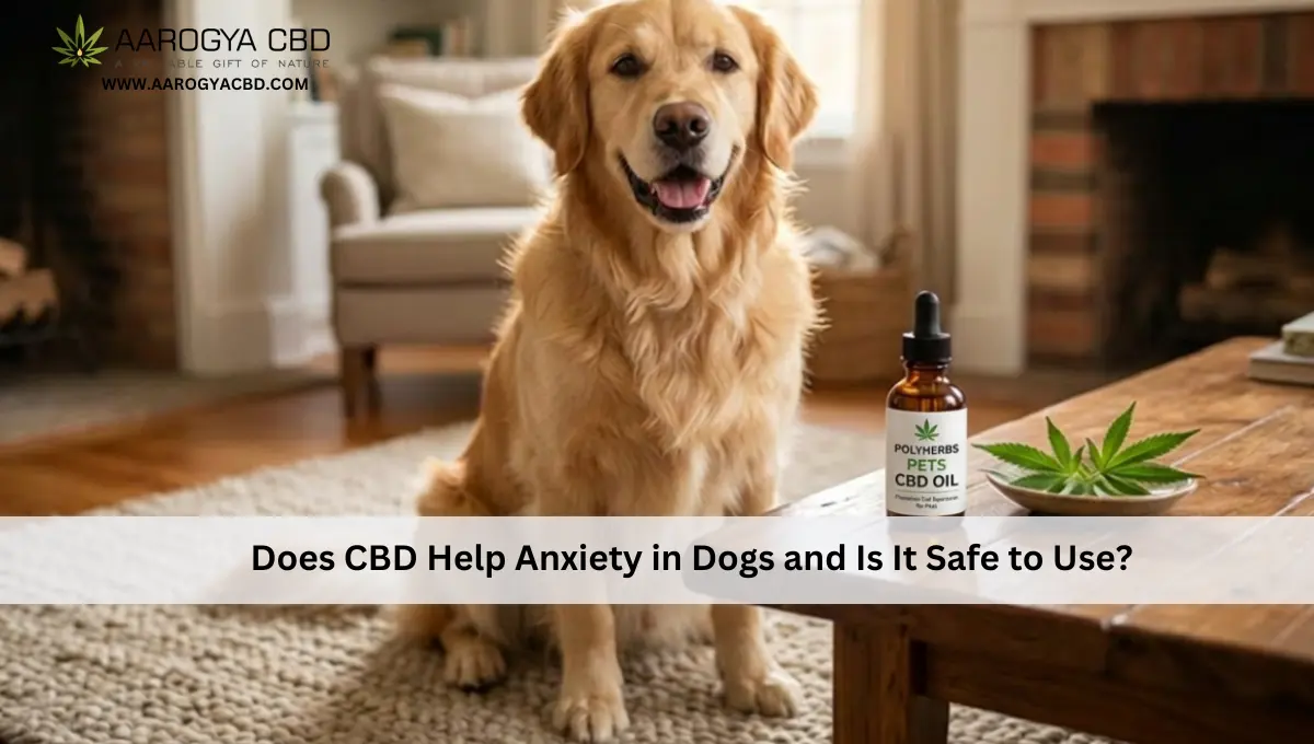Does CBD Help Anxiety in Dogs and Is It Safe to Use_