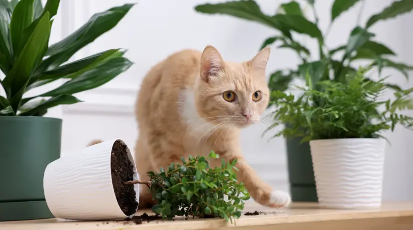 Healthy Cat consume CBD Given by owner