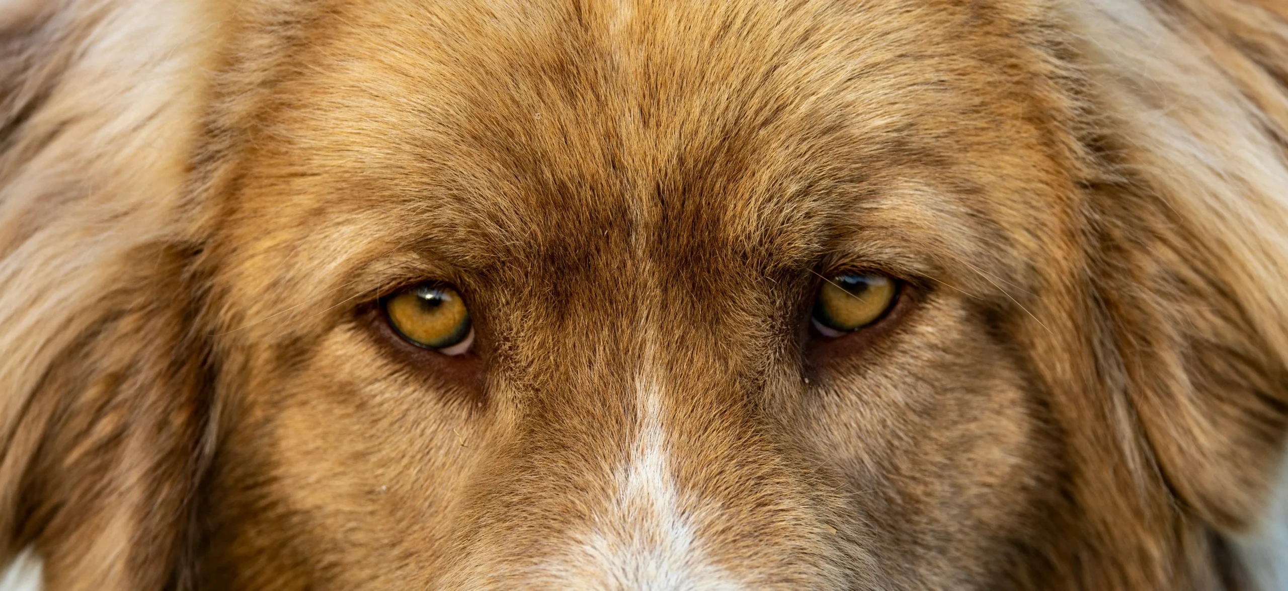 A close up of a dog looking slightly worried with ears back